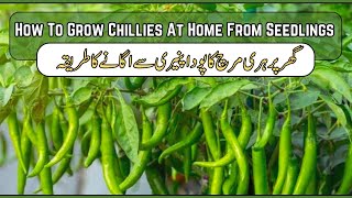 How To Grow Chillies At Home From Seedlings  Complete guide  Hari Mirch ghar per ugaye [upl. by Greenwell]