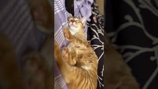 No work pressure no stress only relax cat funnycatvids catlover funnycatsfunnycats catlaughs [upl. by Barber]