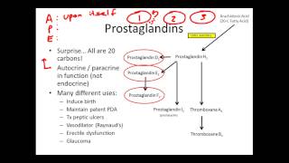 Understanding Eicosanoids The Basics [upl. by Selemas398]