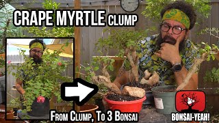 Creating 3 Bonsai from a Clump Of Crape Myrtles  BonsaiYEAH [upl. by Gennaro750]