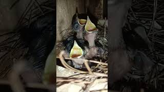 Medan magpie robin chicks birdsegg birds birdsegghatching egghatching videoshorts [upl. by Crooks112]