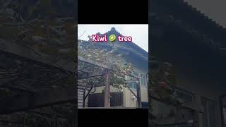 Kiwi tree 🇯🇵🥝 foryoupageシ reels viral japan nature kiwi [upl. by Zenda]