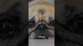 5 Dog Breeds from China [upl. by Anson]