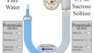 osmometer [upl. by Nosduh]