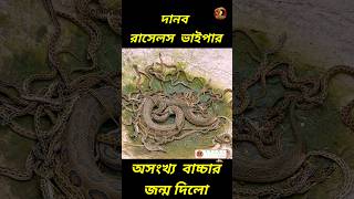 অসংখ্য বাচ্চার জন্ম দিলো বিরাট এই চন্দ্রবোড়া reptopedia russellviper snake shorts reptiles [upl. by Naesyar]