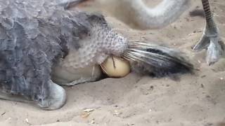 ostrich laying egg [upl. by Arimas200]