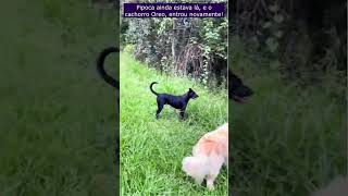 Cachorros Viram Heróis Depois De Sumirem Em Matagal Durante Passeio [upl. by Adolf]