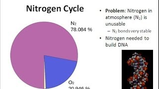 The Nitrogen Cycle [upl. by Ahsykal]