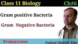 Gram positive and gram negative bacteria  Gram staining technique  Class 11 biology [upl. by Hgielyk493]