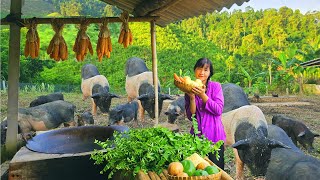 How Mountain Farmers raise supermeat black pigs  Livestock Farming [upl. by Hsot181]