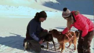 Mit den Schlittenhunden durch die adelbodner Winterlandschaft [upl. by Claudine]