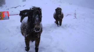 Exmoor PonyWinter [upl. by Durkin]