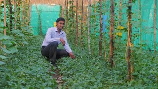 How can a small farmer earn Rs 15 lakh from multilayer farming [upl. by Hirsch957]