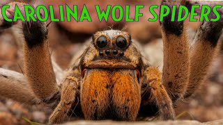 ORANGE FANG Carolina Wolf Spider Hogna carolinensis [upl. by Eikcid]