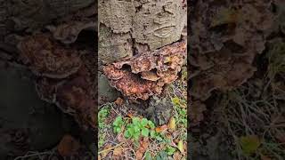 warmond bos paddenstoelen herfst mushroom autumn forest shorts beautiful wow nature [upl. by Ardnazxela572]