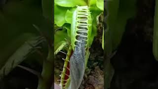 Carnivorous Plant vs Snail nature shorts [upl. by Neibart]