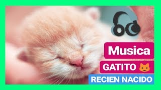 MUSICA Relajante para GATOS RECIEN NACIDOS y Gatas EMBARAZADAS 8 Horas 💤 Comprobado 👍 FUNCIONA [upl. by Mohr260]