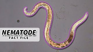 Nematoda Facts ROUNDWORM Facts and Information  Animal Fact Files [upl. by Norha]