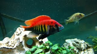 African Cichlids Breeding  Pundamilia Nyererei  Lake Victoria [upl. by Anaeerb277]