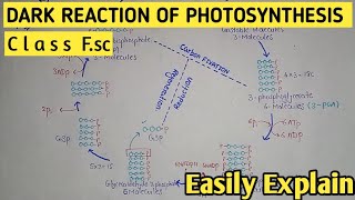 Dark Reaction Of Photosynthesis  Calvin Cycle  Light Independent Reaction  Class 11 Biology [upl. by Eitirahc]