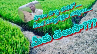 Do you know  పంట పొట్ట దశలో కీలక సస్య రక్షణ [upl. by Dael999]