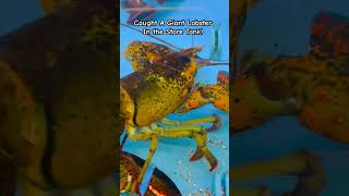 Live Giant Lobster shorts asmr lobster youtubeshorts seafood langusta viral trending food [upl. by Lesoj]