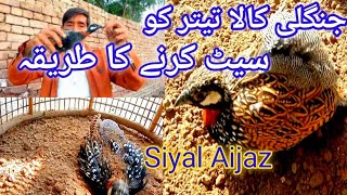 Jungle Kala Teetar Ko Set Karne Ka Tarika How to Set Wild Black Partridge Birds Siyal Aijaz Vlogs [upl. by Aurilia]