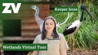 Virtual Tour of Healesville Sanctuarys Wetlands with Keeper Jesse [upl. by Noissap]