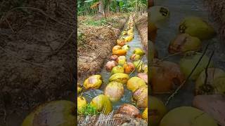 Kendala petani kelapa saat air di parit surut [upl. by Sladen]