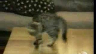 Video Divertenti Animali  Gatti pazzi [upl. by Leohcin]