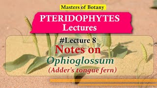 Lecture 8  Ophioglossum Adders Tongue Fern Life Cycle  Pteridophyta Lecture Notes [upl. by Eeliak640]