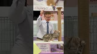 Kurilian Bobtail girl at the cat show shorts [upl. by Clementia760]