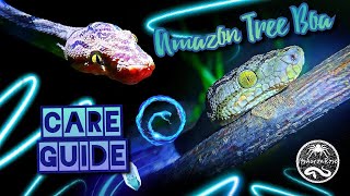 Amazon Tree Boa  How To Care For Your Pet Snake Care Guide amp Basic Information amp And Being Bit [upl. by Ihtraa841]