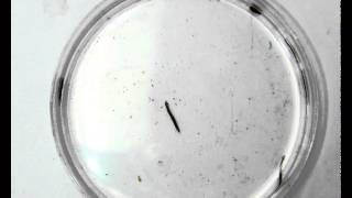 Flatworm Observations planaria [upl. by Ahseital614]