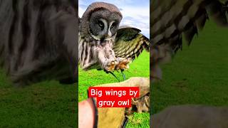 Great and giant gray owl landing style owl shorts shortvideo youtubeshorts [upl. by Lyred796]