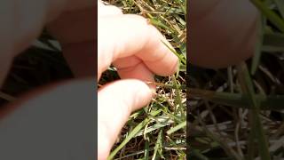 How to Check for Bill Bugs in Your Lawn  DoMyOwncom [upl. by Schecter787]