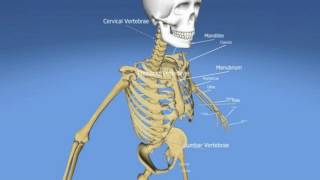 Difference Between Pelvis and Pelvic Girdle [upl. by Eilrac394]