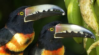 Collared Araçari in Guatemala [upl. by Oahc]