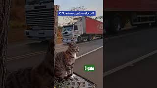 O gato gatos faz falamosdetudoemaisalgumacoisa [upl. by Inanuah261]