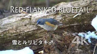 野鳥撮影・ 雪と遊ぶ青い鳥「ルリビタキ♂」 [upl. by Zandt]