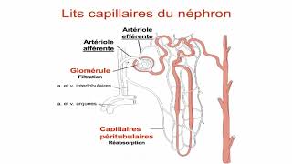 Le néphron et la circulation rénale [upl. by Eednus]