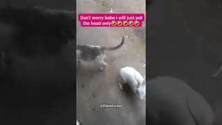 Amazing mating Rabbits 🐇 rabbit animals mating [upl. by Kaile]