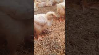 Polti murga chicken poultryfarming farming [upl. by Rupert]