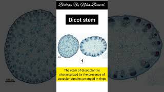 Difference between Monocot and Dicot plant stem section new biology periderm stem upsc viral [upl. by Eadas]