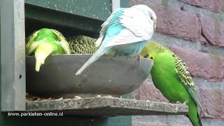 Volièrevogels  Aviarybirds  Budgerigars – Wellensittiche – Parakeet sounds  Parkieten geluiden [upl. by Aicenev]