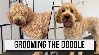 How I Groom The Goldendoodle [upl. by Anirdnaxela241]