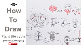 How to draw plant life cycle  Easy plant life cycle  Alternation of generation in plants [upl. by Imekawulo627]