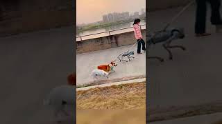 Funny ANIMAL Videos make us Laugh 🤣 New Funny Animals 2024 [upl. by Nekcerb293]