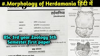 Morphology of Herdmania  Body Structure of Herdmania  BSc 3rd year Zoology 5th Sem 1st paper [upl. by Lillie]