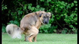 How to Stop Diarrhea in Dogs Without a Trip to the Vet [upl. by Ireland954]